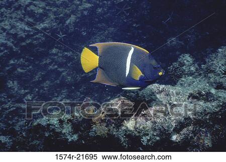 Angelfish swimming View Large Photo Image Stock Photography - Angelfish swimming. Fotosearch