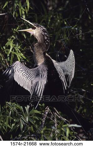 Stock Photo - Anhinga on a branch. Fotosearch