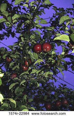Apple Tree View Large Photo Image Picture - Apple Tree. Fotosearch