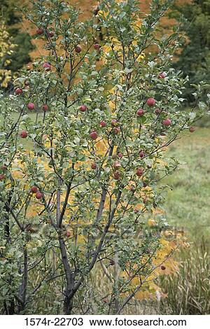 Apple Tree View Large Photo Image Stock Image - Apple Tree. Fotosearch