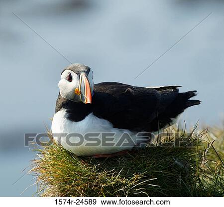 Atlantic Puffin Iceland View Large Photo Image Stock Photo - Atlantic Puffin Iceland. Fotosearch