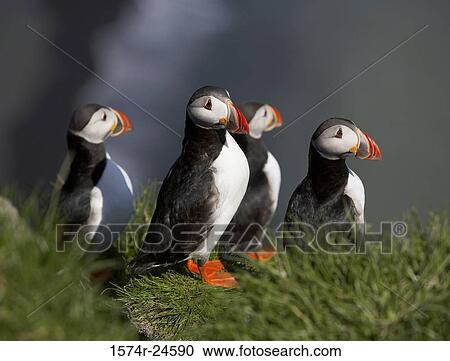 Stock Image - Atlantic Puffins Iceland. Fotosearch