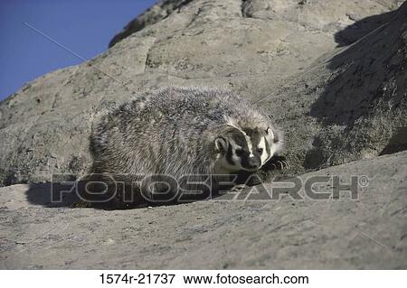 Badger walking on a rock View Large Photo Image Stock Photo - Badger walking on a rock. Fotosearch