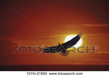 Picture - Bald Eagle in flight during sunset. Fotosearch