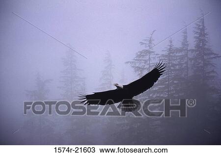 Stock Image - Bald Eagle in flight. Fotosearch