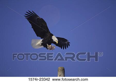 Bald Eagle in flight View Large Photo Image Stock Image - Bald Eagle in flight. Fotosearch