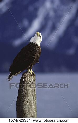 Picture - Bald Eagle perched on a wooden post, Alaska, USA. Fotosearch