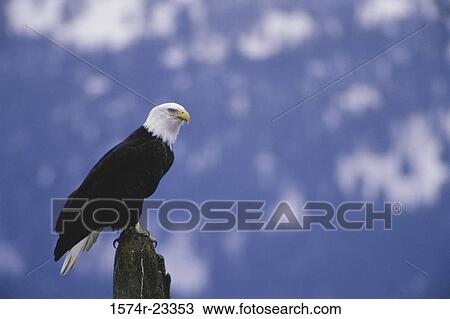 Bald Eagle perched on a wooden post, Alaska, USA View Large Photo Image Stock Image - Bald Eagle perched on a wooden post, Alaska, USA. Fotosearch