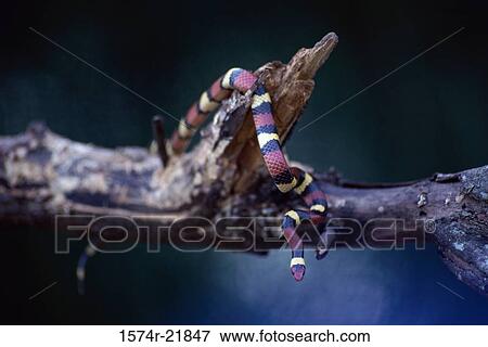 Banded Sand Snake View Large Photo Image Stock Photo - Banded Sand Snake. Fotosearch