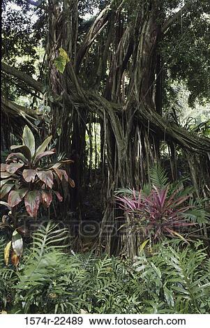 Stock Photo - Banyan tree in a forest, Hawaii, USA. Fotosearch