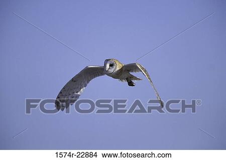Picture - Barn Owl in flight. Fotosearch