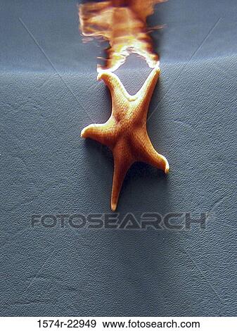 Batstar underwater View Large Photo Image Stock Photo - Batstar underwater. Fotosearch