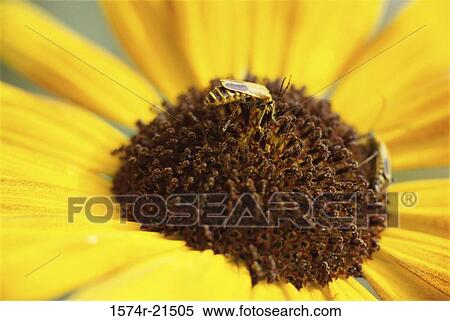 Bee on a daisy View Large Photo Image Stock Photography - Bee on a daisy. Fotosearch