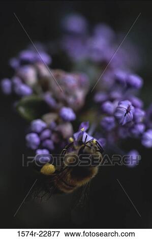 Bee on a flower View Large Photo Image Stock Photo - Bee on a flower. Fotosearch