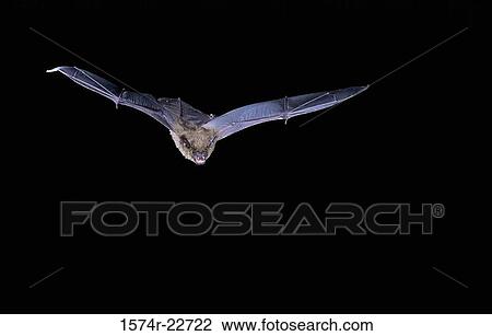 Big Brown Bat in flight View Large Photo Image Stock Image - Big Brown Bat in flight. Fotosearch