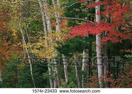 Birch trees in a forest View Large Photo Image Stock Image - Birch trees in a forest. Fotosearch