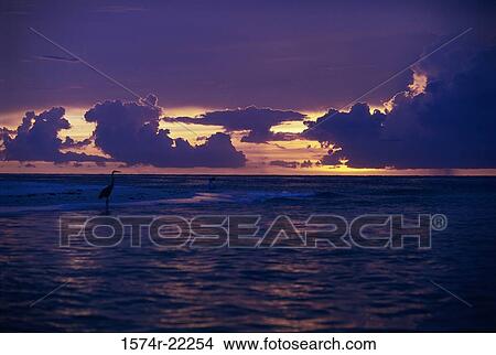 Picture - Bird standing on the beach. Fotosearch