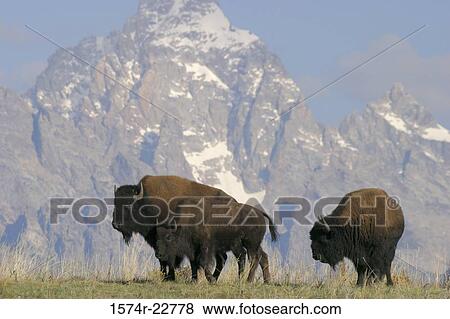 Bison in a grassy field, Wyoming, USA View Large Photo Image Stock Photo - Bison in a grassy field, Wyoming, USA. Fotosearch
