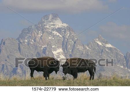 Bison in a grassy field, Wyoming, USA View Large Photo Image Stock Photo - Bison in a grassy field, Wyoming, USA. Fotosearch