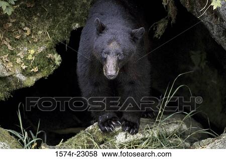 Black Bear at the entrance of a cave, Tongass National Forest, Alaska, USA View Large Photo Image Stock Photo - Black Bear at the entrance of a cave, Tongass National Forest, Alaska, USA. Fotosearch