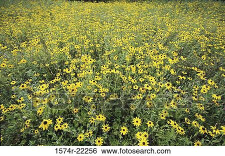 Black-eyed susans in a field (Rudbeckia hirta) View Large Photo Image Stock Photograph - Black-eyed susans in a field (Rudbeckia hirta). Fotosearch