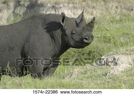 Black rhinoceros in a field View Large Photo Image Stock Photograph - Black rhinoceros in a field. Fotosearch