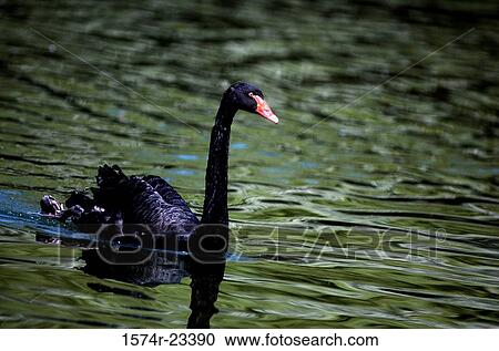 Black Swan swimming in water (Cygnus atratus) View Large Photo Image Stock Image - Black Swan swimming in water (Cygnus atratus). Fotosearch