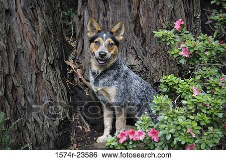 Blue Heeler sitting near a tree View Large Photo Image Stock Photograph - Blue Heeler sitting near a tree. Fotosearch