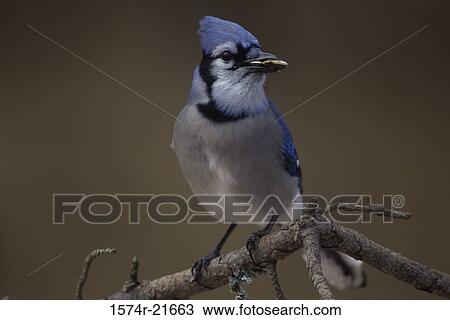 Stock Image - Blue Jay on a branch. Fotosearch