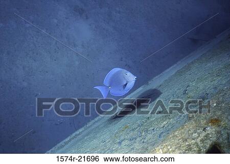 Blue Tang swimming near the sea bed View Large Photo Image Stock Photograph - Blue Tang swimming near the sea bed. Fotosearch