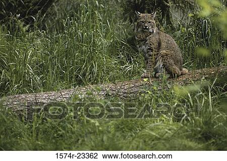 Bobcat sitting on a wooden log View Large Photo Image Stock Image - Bobcat sitting on a wooden log. Fotosearch