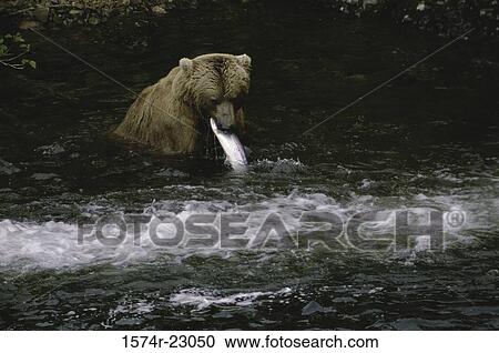 Stock Image - Brown Bear catching fish in a river, Alaska, USA. Fotosearch