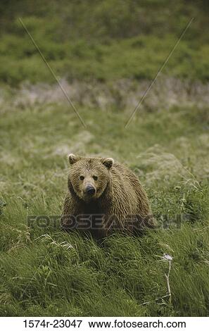 Brown Bear in a grassy field, Alaska, USA View Large Photo Image Stock Photo - Brown Bear in a grassy field, Alaska, USA. Fotosearch