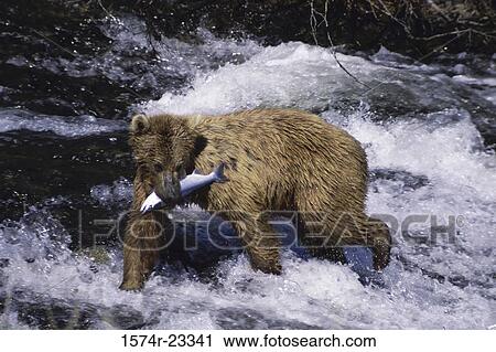 Brown Bear in a river with a fish in its mouth, Alaska, USA View Large Photo Image Stock Image - Brown Bear in a river with a fish in its mouth, Alaska, USA. Fotosearch