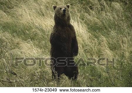Stock Photo - Brown Bear standing, Alaska, USA. Fotosearch
