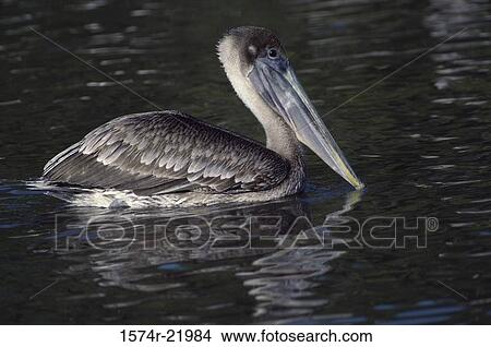 Brown Pelican floating on water View Large Photo Image Picture - Brown Pelican floating on water. Fotosearch