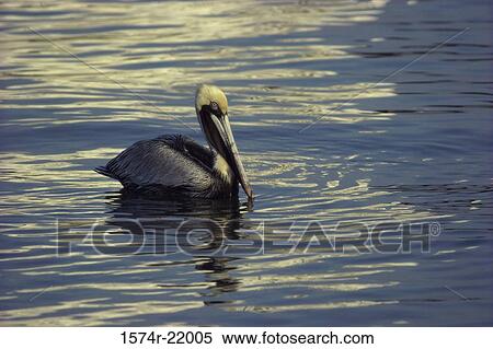 Brown Pelican floating on water View Large Photo Image Stock Photography - Brown Pelican floating on water. Fotosearch