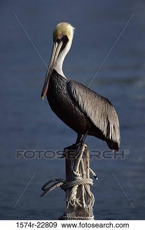 Stock Photo - Brown Pelican perched on a wooden post. Fotosearch