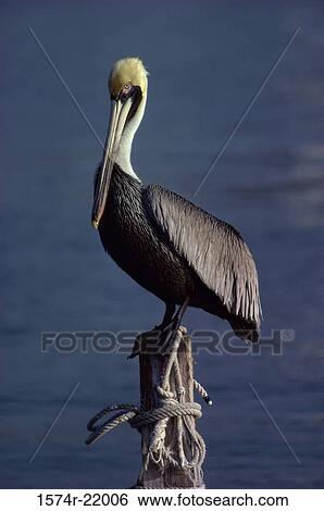 Brown Pelican perched on a wooden post View Large Photo Image Stock Photograph - Brown Pelican perched on a wooden post. Fotosearch