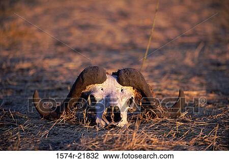 Buffalo skull in a field View Large Photo Image Stock Image - Buffalo skull in a field. Fotosearch