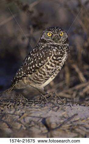 Burrowing Owl on the ground View Large Photo Image Stock Photography - Burrowing Owl on the ground. Fotosearch