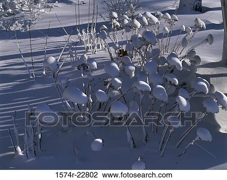 Bushes in snow View Large Photo Image Stock Image - Bushes in snow. Fotosearch