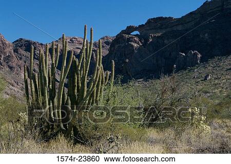 Cactus on a landscape, Organ Pipe Cactus National Monument, Arizona, USA View Large Photo Image Stock Image - Cactus on a landscape, Organ Pipe Cactus National Monument, Arizona, USA. Fotosearch