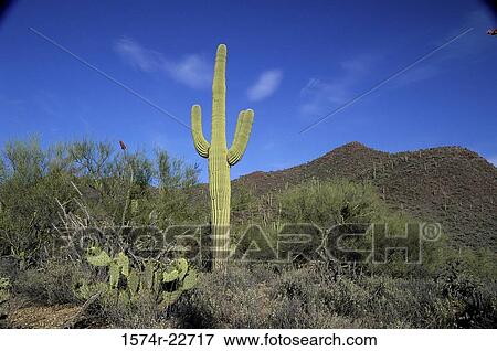 Cactus plant at Saguaro National Park, Arizona, USA View Large Photo Image Stock Photo - Cactus plant at Saguaro National Park, Arizona, USA. Fotosearch