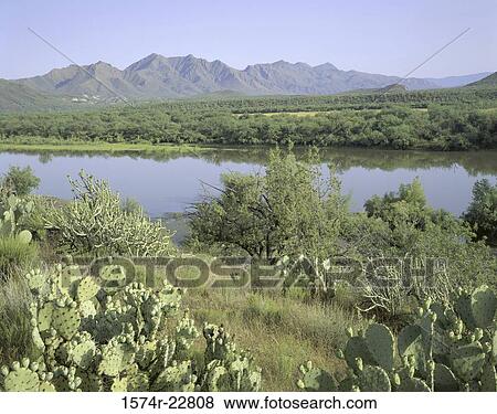 Stock Photo - Cactus plants at Verde River, Tonto National Forest, Arizona, USA. Fotosearch