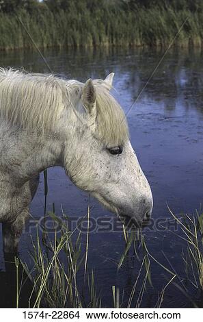 Picture - Camargue horses in a field. Fotosearch