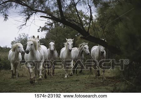 Stock Image - Camargue horses. Fotosearch