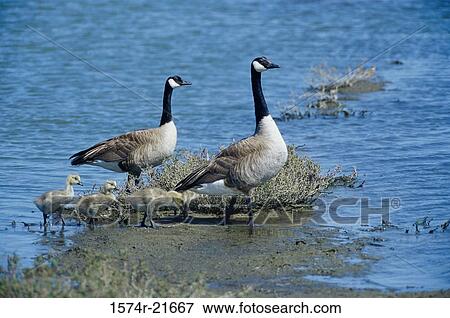 Canada Geese and their young View Large Photo Image Stock Photo - Canada Geese and their young. Fotosearch