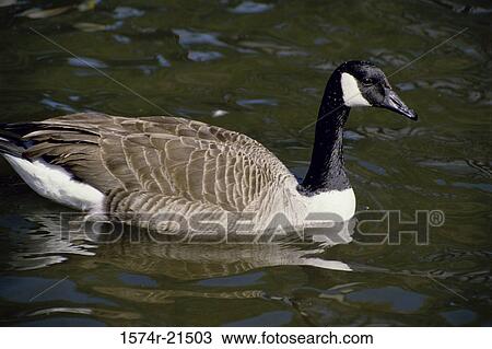 Canada Goose swimming in water View Large Photo Image Stock Image - Canada Goose swimming in water. Fotosearch