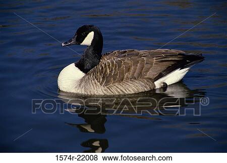 Canada Goose swimming in water View Large Photo Image Stock Photo - Canada Goose swimming in water. Fotosearch